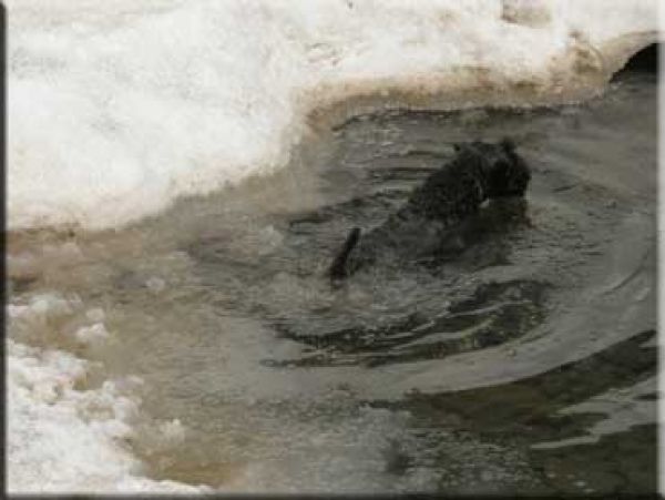 Kerry Blue Terrier. Bashar Miles Teg de La Cadiera. 