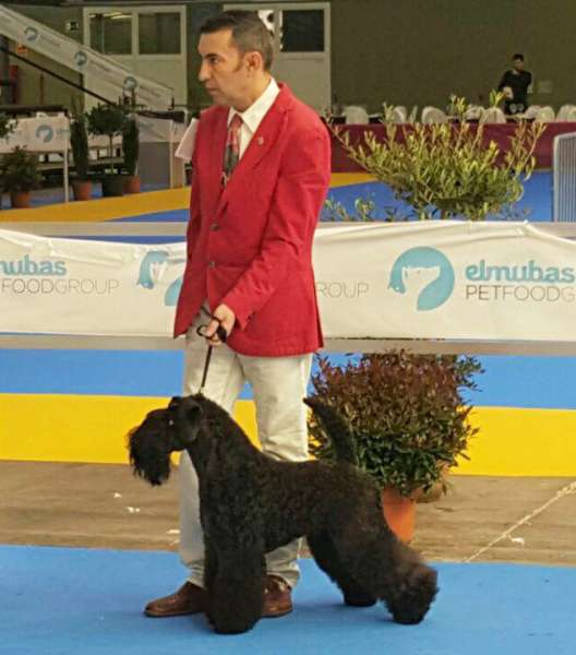 Kerry Blue Terrier. La Cadiera En Estado Puro en Valladolid.