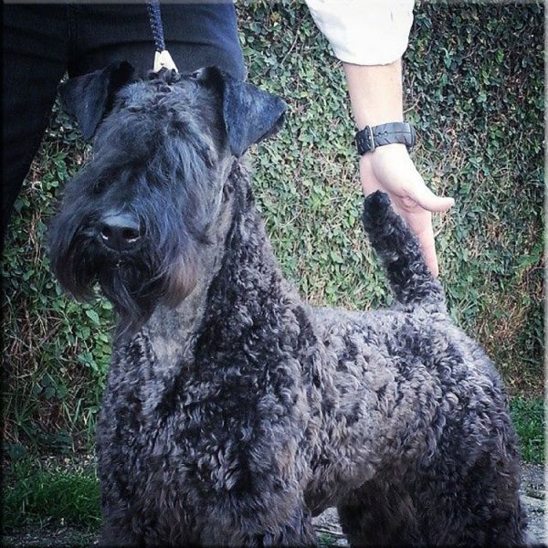 Kerry Blue Terrier. Ch. La Cadiera Diamonds Are Forever. 