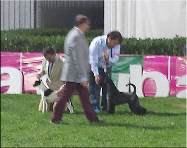 Kerry Blue Terrier. Ch. Bluemont Analivia Purabella at La Cadiera. Ch. Portugal, Ch. Spain, Lisbon Winner 2014. 