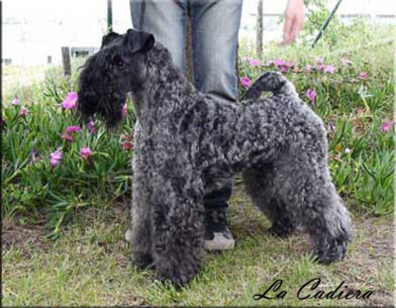 Kerry Blue Terrier.