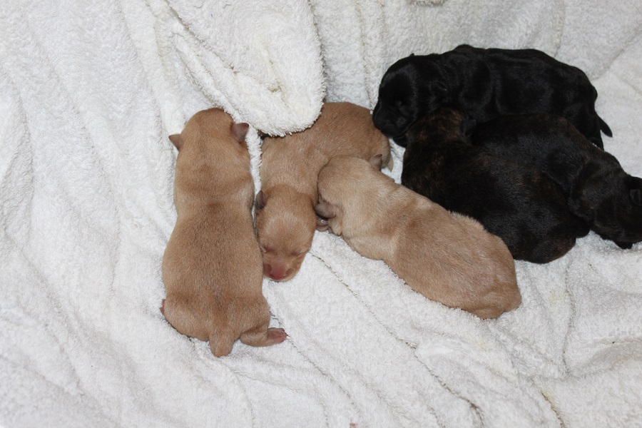 Scottish Terrier. Camada B.