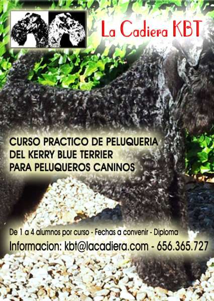 CURSO PRACTICO DE PELUQUERIA DEL KERRY BLUE TERRIER PARA PELUQUEROS CANINOS (Ávila   España)