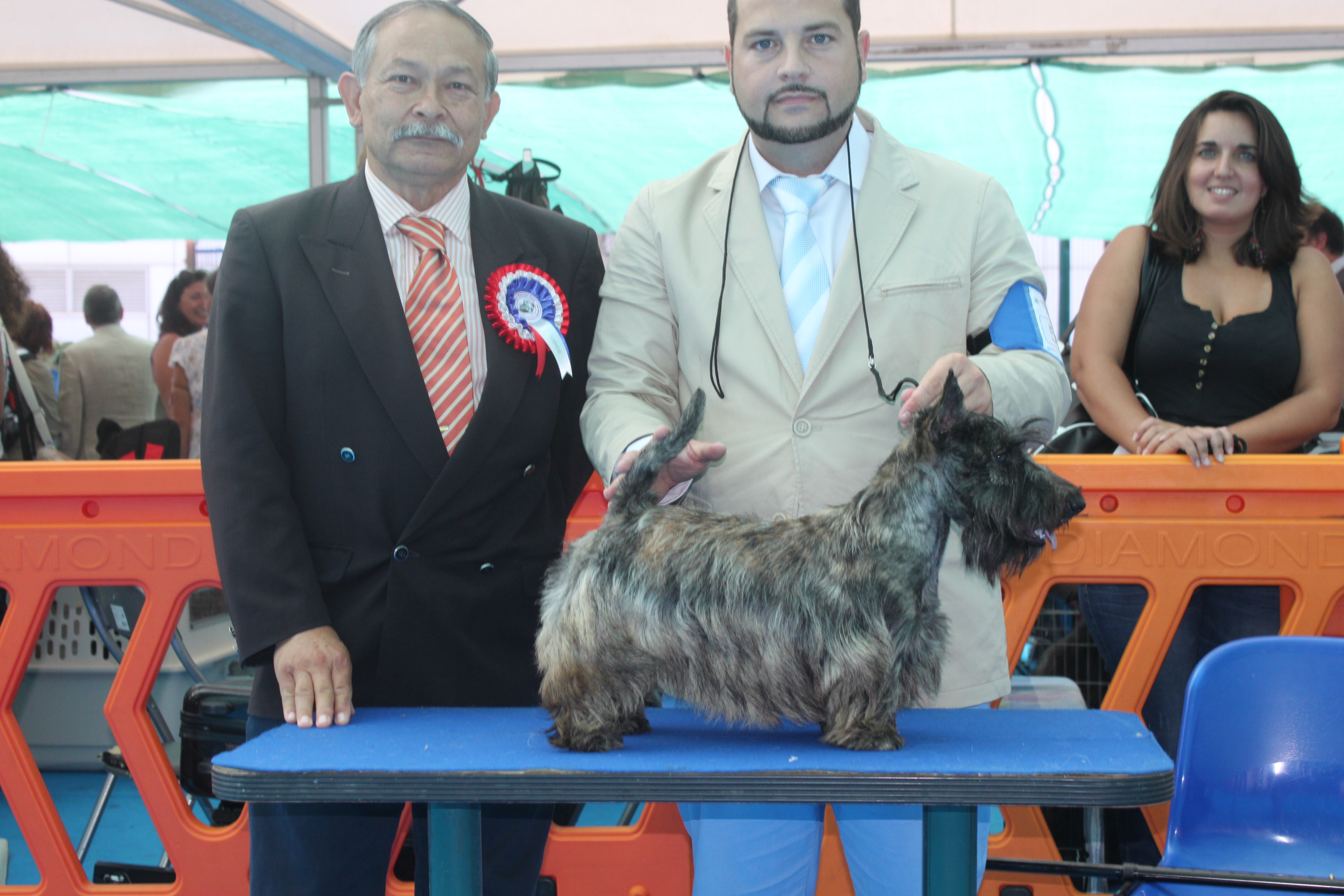 Scottish Terrier.  Ch. Lady Pandora De Treysas. Scottish Terrier.  Ch. Lady Pandora De Treysas.