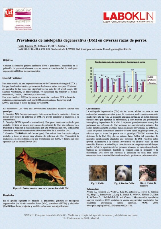 Kerry Blue Terrier. Mielopatia Degenerativa