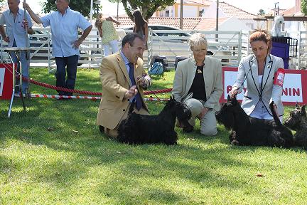 Monográfica de Terriers de Portugal. 