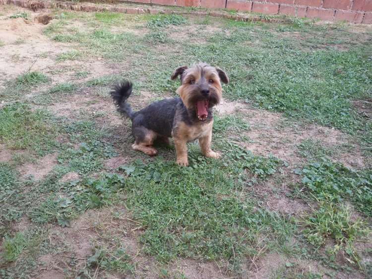 Toby sentado en Hotel Canino La Cadiera