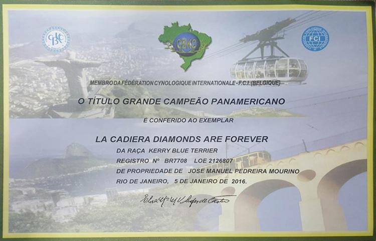 Kerry Blue Terrier.  Panamerican Ch. La Cadiera Diamonds Are Forever.