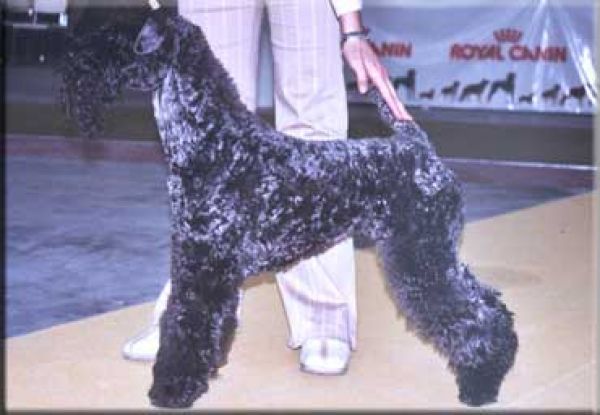 Kerry Blue Terrier. Ubabuluba Balambambu de La Cadiera. 