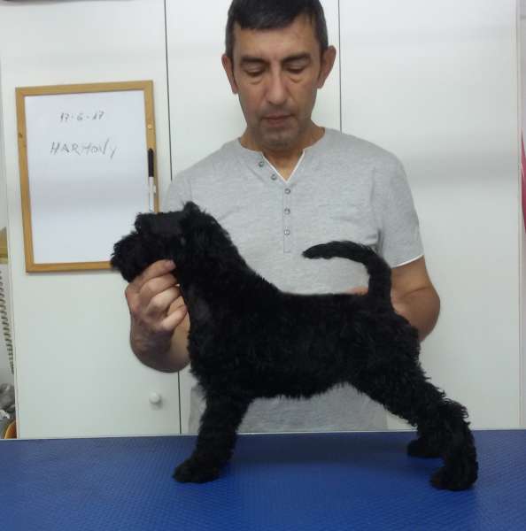 Kerry Blue Terrier. Camada 3H. La Cadiera Harmony.