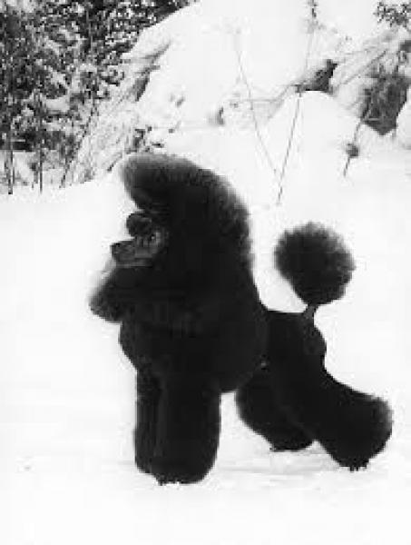 Caniche.  Ch. Solnes Rain Dance.