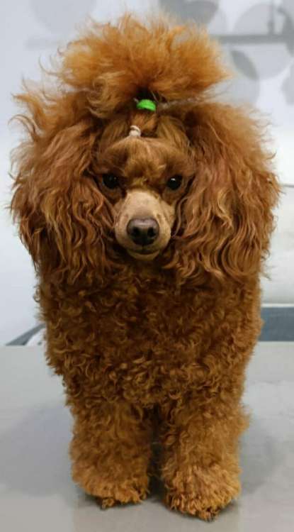 Caniche. Fleece Gold Chris.