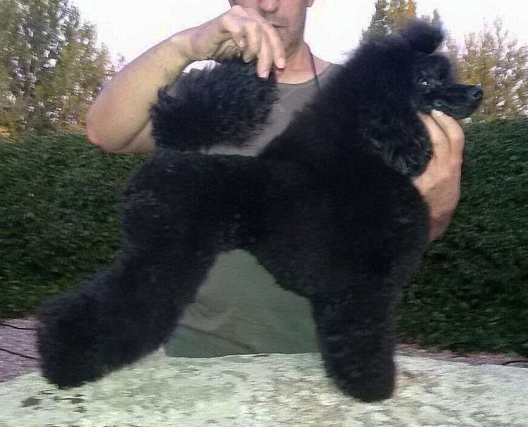 Caniche. Zabavni Kolokolchik Gorletti