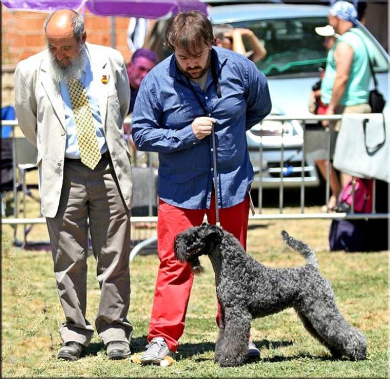 Kerry Blue Terrier. Ch. Multi Ch. Quinta Esencia de La Cadiera. Exc. 1ª-CAC-CACIB y BOB. 