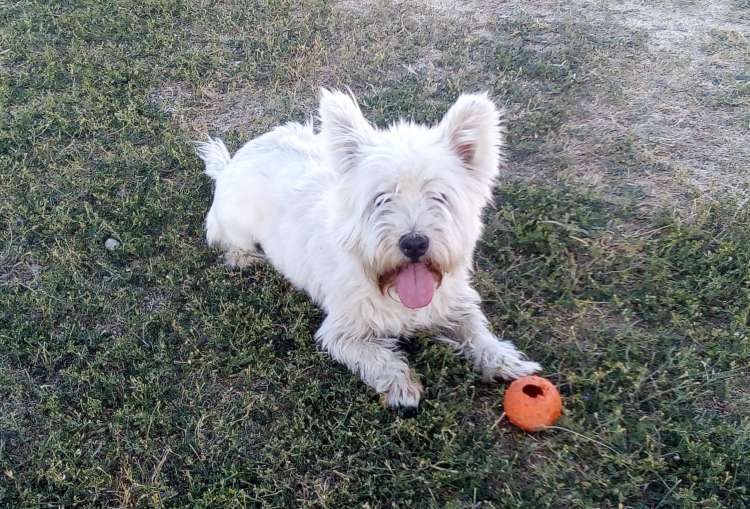 Juanito es un Westy muy cachondo que le gusta la Residencia Canina La Cadiera en Avila