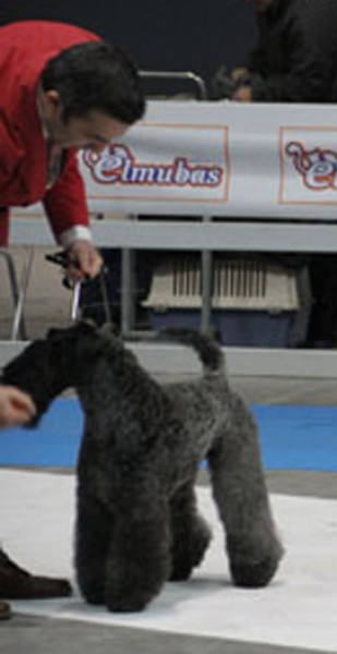 Kerry Blue Terrier. Corben Dallas de La Cadiera.