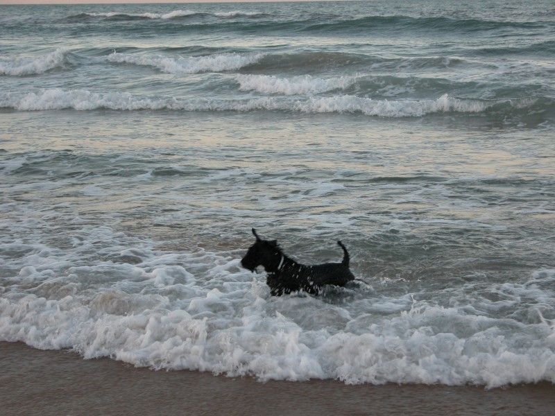 Duncan en el mar