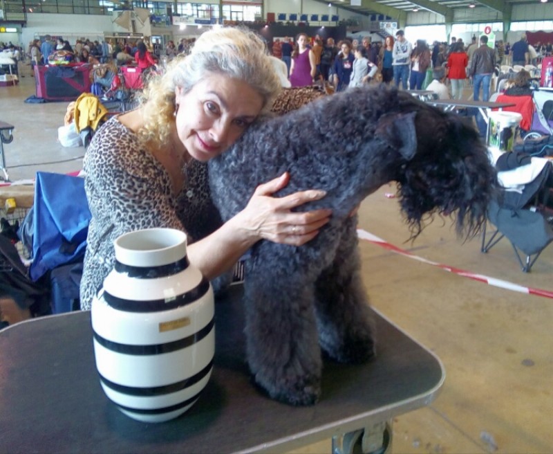 Kerry Blue Terrier. Corben Dallas de La Cadiera. Kerry Blue Terrier. Corben Dallas de La Cadiera.