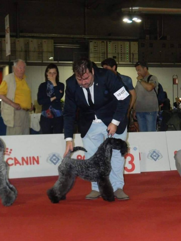 Kerry Blue Terrier. Multi Ch. Bluemont Analivia Purabella at La Cadiera