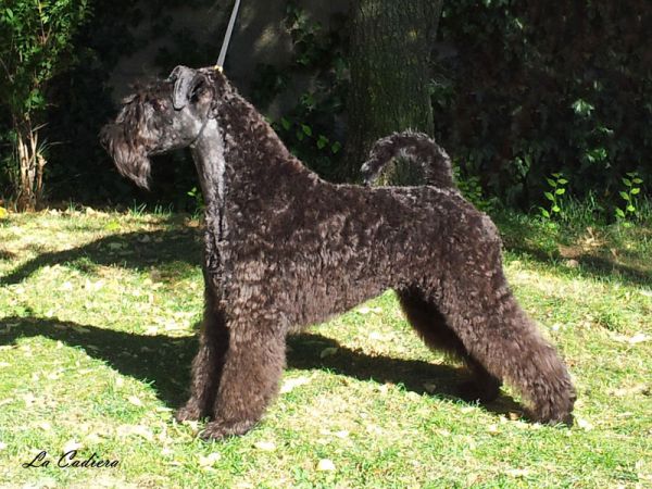 Kerry Blue Terrier. Jr. Ch. La Cadiera Estela Plateada