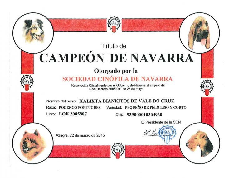 Podenco Portugués.  Ch. Kalixta Biankitos de Vale do Cruz.