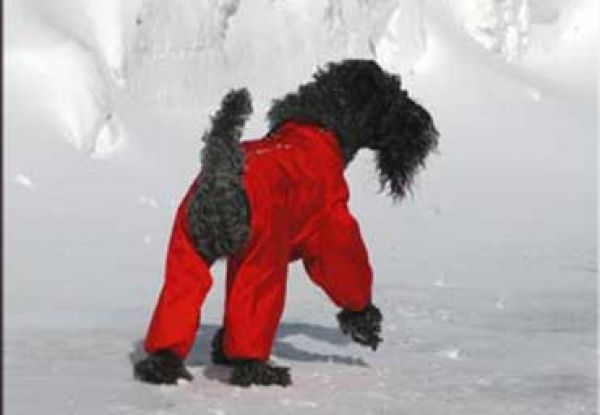 Kerry Blue Terrier. Sonata de La Cadiera.  Kerry Blue Terrier. Sonata de La Cadiera.