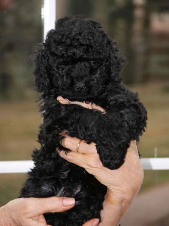 Caniche. Camada 3N. La Cadiera Noche Loca con 6 semanas.