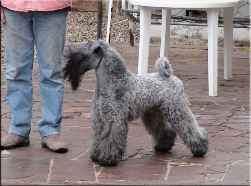 Quid El, de La Cadiera. Kerry Blue Terrier. Quid El  de La Cadiera.