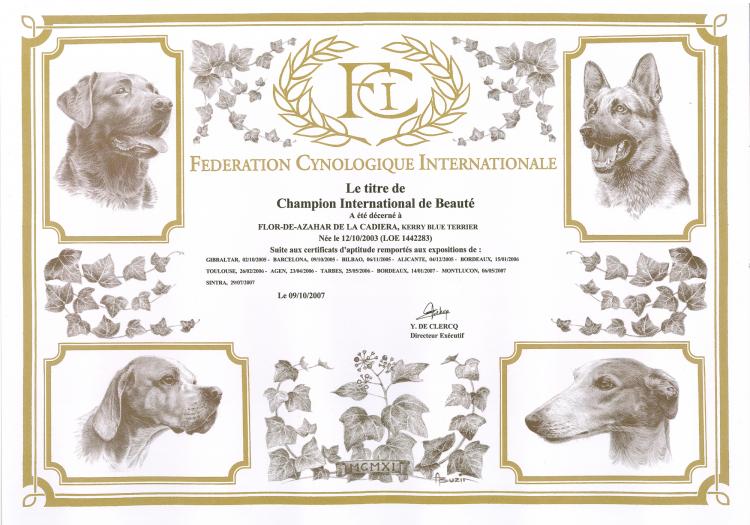 Kerry Blue Terrier.  International Ch. Flor de Azahar de La Cadiera.