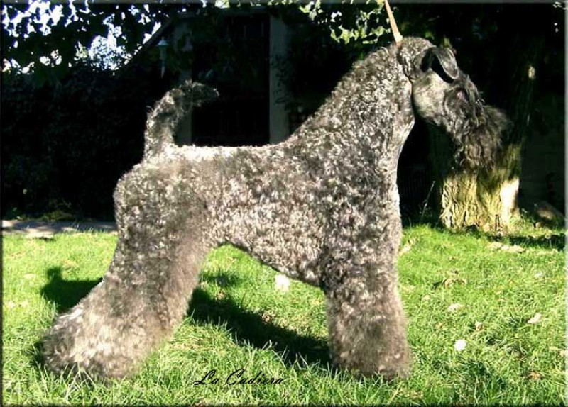 Kerry Blue Terrier. Multi Ch. Dinnyesvarosi Motorhead at La Cadiera Kerry Blue Terrier. Multi Ch. Dinnyesvarosi Motorhead at La Cadiera