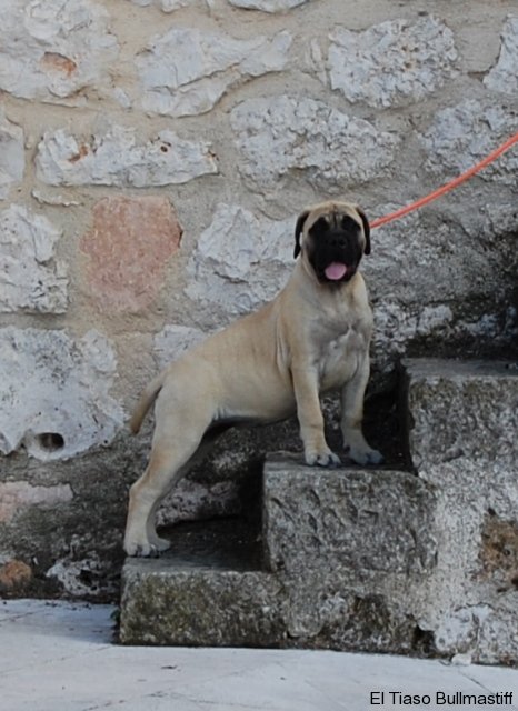Bullmastiff. Bona Dea De El Tiaso. Bullmastiff. Bona Dea De El Tiaso.