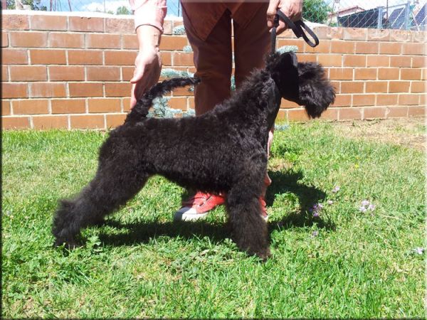 Kerry Blue Terrier. La Cadiera Felicity.  Kerry Blue Terrier. La Cadiera Felicity.