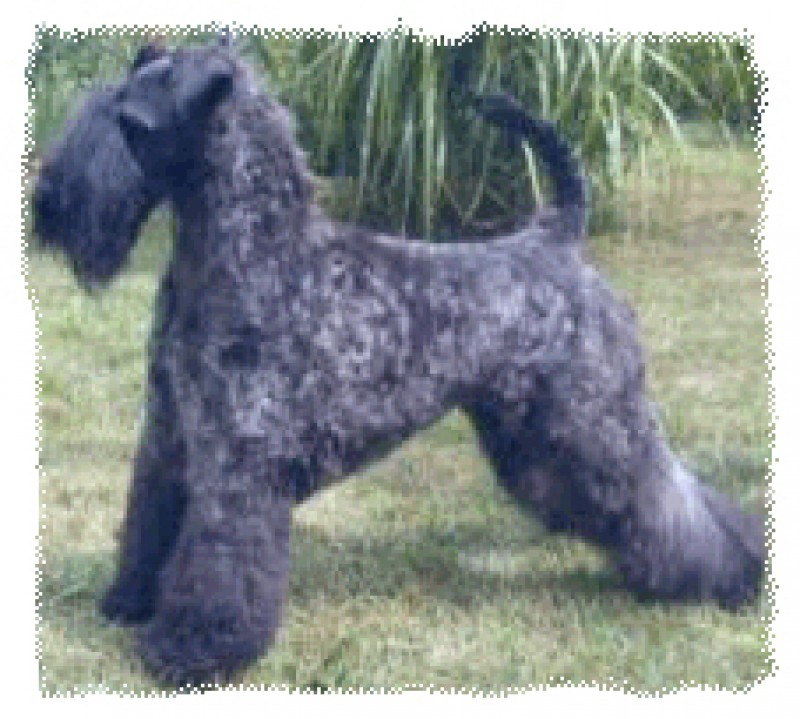 Kerry Blue Terrier. Dinnyesvarosi Boroka. Kerry Blue Terrier. Dinnyesvarosi Boroka.