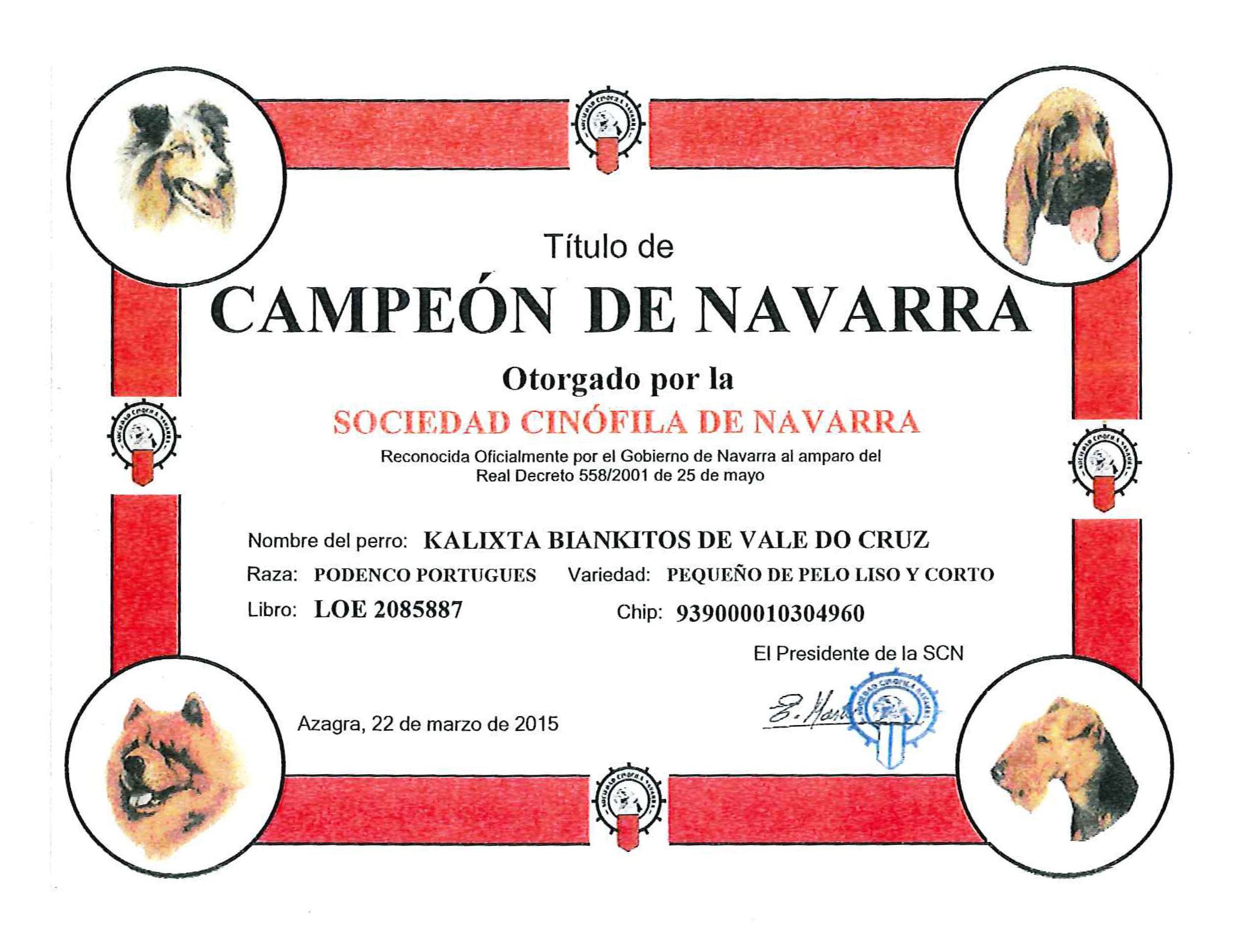 Podenco Portugués.  Ch. Kalixta Biankitos de Vale do Cruz.