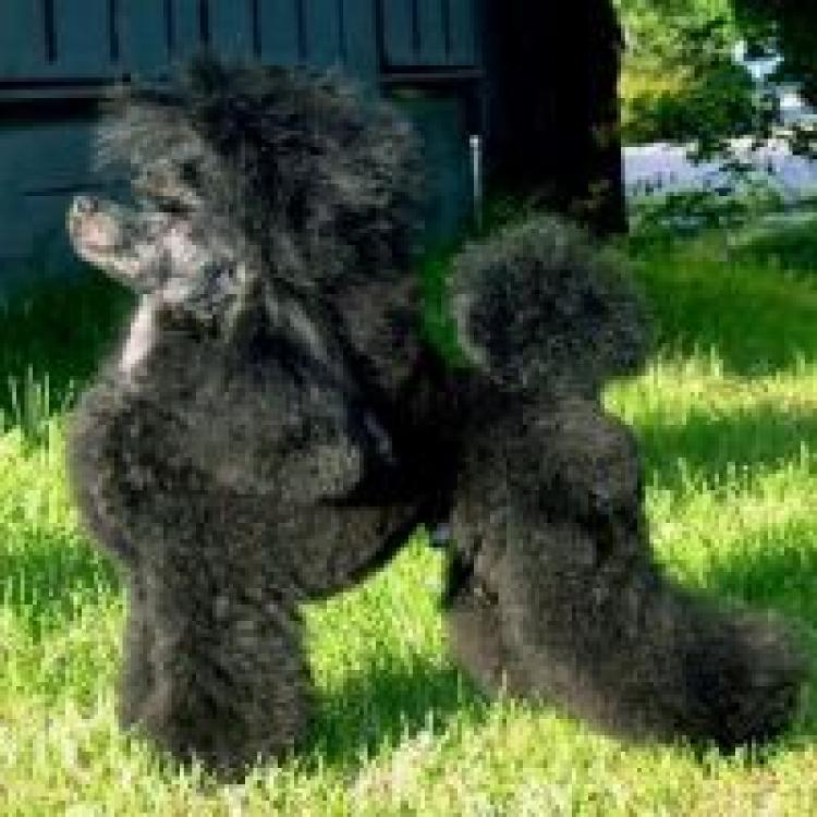 Caniche.  Ch. Sporrens All Over.