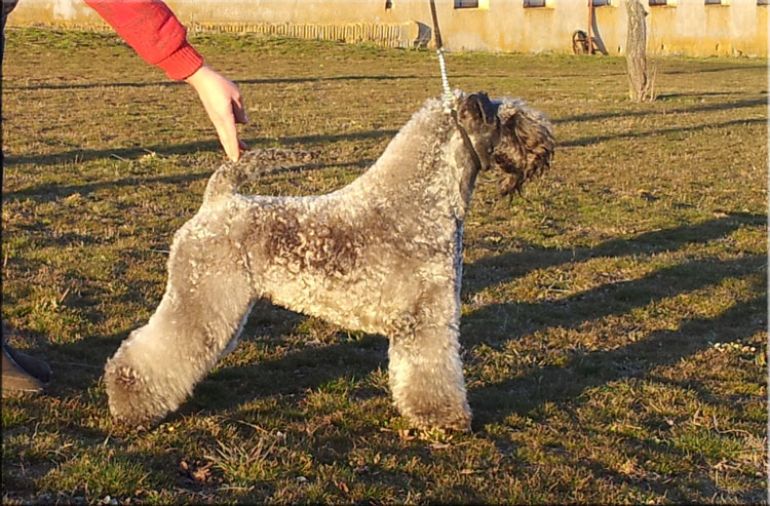 Kerry Blue Terrier. Ekstrim Show Norway de La Cadiera. Exc. 2da - R.C.A.C..  Kerry Blue Terrier. Ekstrim Show Norway de La Cadiera. Exc. 2da - R.C.A.C..