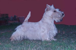 Scottish Terrier. Downtown Rita At Treysas.