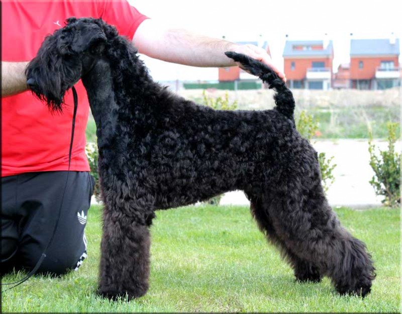 Kerry Blue Terrier. Zarazushtra de La Cadiera.