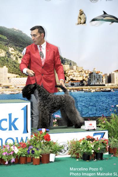 Kerry Blue Terrier.  Ch. La Cadiera Estela Plateada. Exc. 1ª GCC CACIB BOB BOG 3rd.
