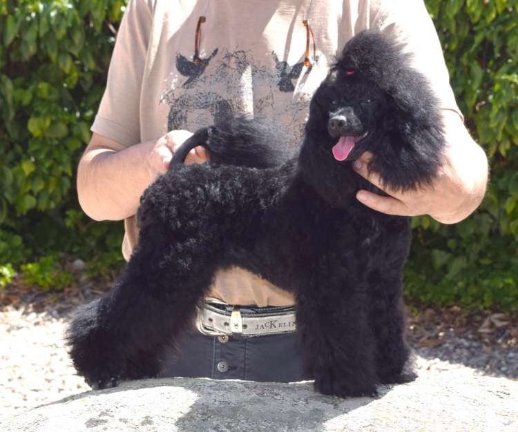 Caniche Enano Negro. La Cadiera Negra Flor.