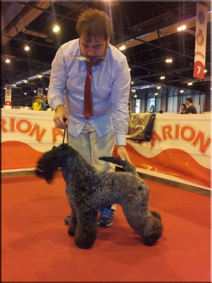 Kerry Blue Terrier. Ch. Bluemont Analivia Purabella at La Cadiera. Nueva Ch. de España. 
