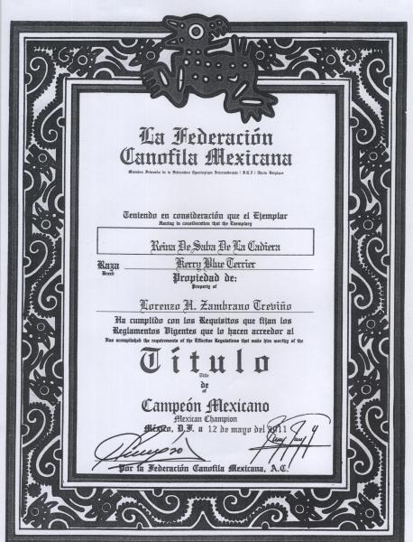 Kerry Blue Terrier.  Mexico Ch. Reina de Saba de La Cadiera. Kerry Blue Terrier.  Mexico Ch. Reina de Saba de La Cadiera.