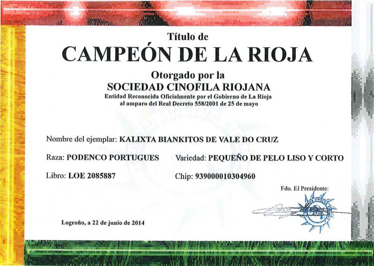 Podenco Portugués.  Ch. Kalixta Biankitos de Vale do Cruz.