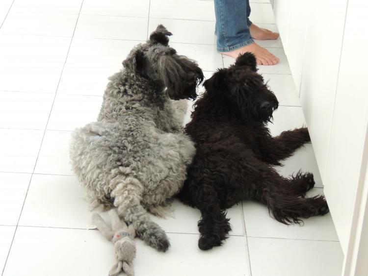 Kerry Blue Terrier. Mishka y Chloe
