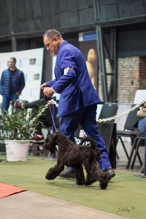 Kerry Blue Terrier. La Cadiera Mamma Mía.