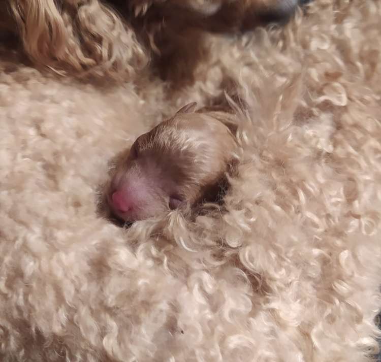 La Cadiera Único recién nacido