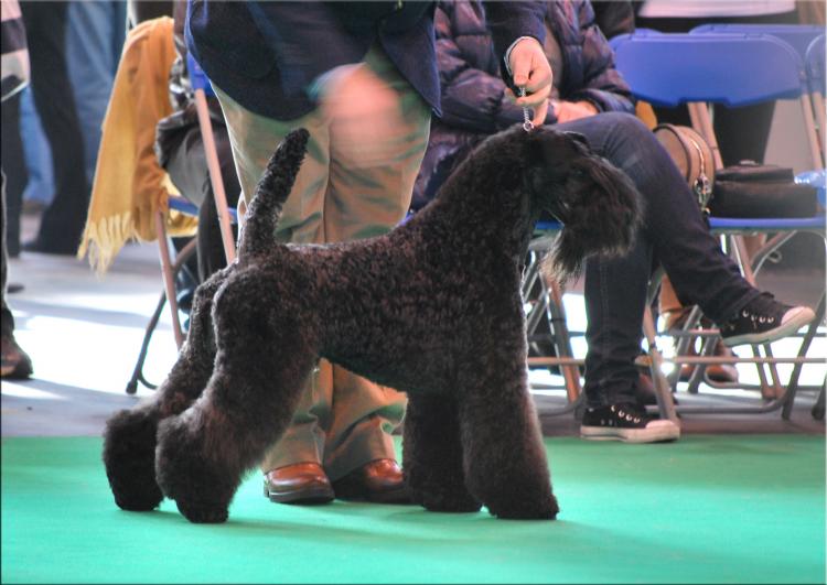 Kerry Blue Terrier. Multi Ch. Bluemont Ariel at Clanciarrai. Kerry Blue Terrier. Multi Ch. Bluemont Ariel at Clanciarrai.