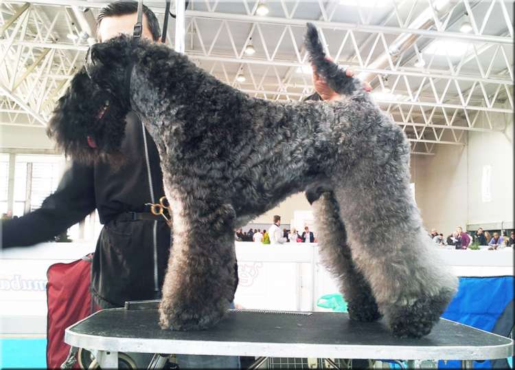 Kerry Blue Terrier.  Ch. Corben Dallas de La Cadiera BOB Monografica Terriers 2016. Kerry Blue Terrier.  Ch. Corben Dallas de La Cadiera BOB Monografica Terriers 2016.