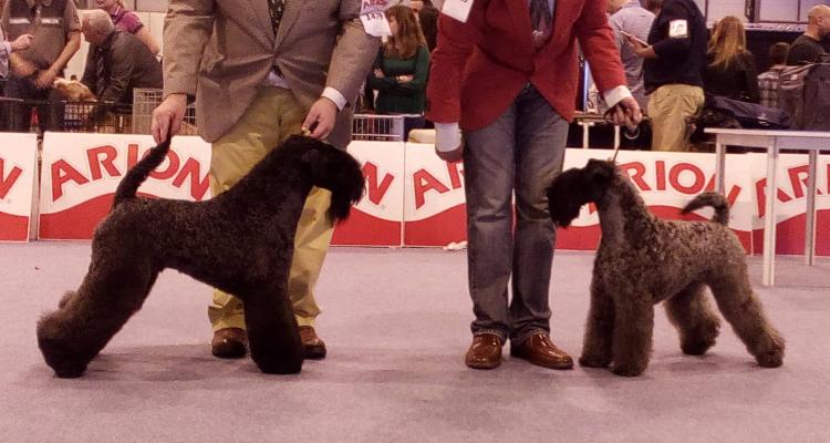 Kerry Blue Terrier.  Jr. Ch. La Cadiera Felicity. Exc. 1ª CAC CACIB BOS. Kerry Blue Terrier.  Jr. Ch. La Cadiera Felicity. Exc. 1ª CAC CACIB BOS.