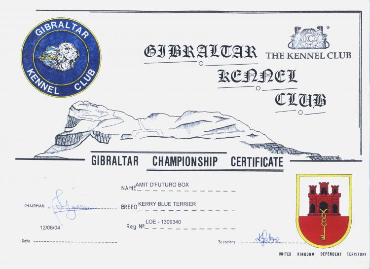 Kerry Blue Terrier.  Gibraltar Ch. Amit De Futuro Box at La Cadiera. Kerry Blue Terrier.  Gibraltar Ch. Amit De Futuro Box at La Cadiera.